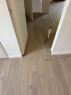 פרקט פולימרי SPC אפרפר מולבן / מחיר מוזל : image 1 פרקט פולימרי SPC אפרפר מולבן / מחיר מוזל : image 1